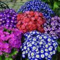 Florists Cineraria Bonsai 9 Kind Different Bonsai Flowers Pericallis hybrida 100 PCS Seeds