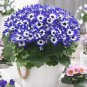 Florists Cineraria Bonsai 9 Kind Different Bonsai Flowers Pericallis hybrida 100 PCS Seeds