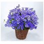 Florists Cineraria Bonsai 9 Kind Different Bonsai Flowers Pericallis hybrida 100 PCS Seeds