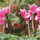 Florist's Cyclamen Rose Red Flowers (Cyciamen persicum) 5 PCS Seeds Florist's Cyclamen Rose Red Flowers (Cyciamen persicum) 5 PCS Seeds