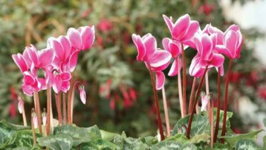 Florist's Cyclamen Rose Red Flowers (Cyciamen persicum) 5 PCS Seeds