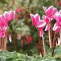 Florist's Cyclamen Rose Red Flowers (Cyciamen persicum) 5 PCS Seeds