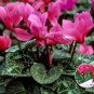 Florist's Cyclamen Rose Red Flowers (Cyciamen persicum) 5 PCS Seeds