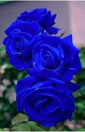 Flower Blue Damask Rose Bush Flower