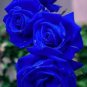 Flower Blue Damask Rose Bush Flower
