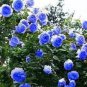 Flower Blue Damask Rose Bush Flower