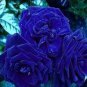 Flower Blue Damask Rose Bush Flower