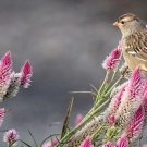 Flamingo Cockscomb 300 PCS Seeds