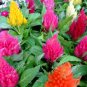 Flamingo Cockscomb 300 PCS Seeds
