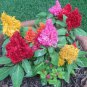 Flamingo Cockscomb 300 PCS Seeds
