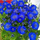 Florists Cineraria Bonsai 9 Kind Different Bonsai Flowers Pericallis hybrida Bonsai 100 PCS Seeds Florists Cineraria Bonsai 9 Kind Different Bonsai Flowers Pericallis hybrida Bonsai 100 PCS Seeds