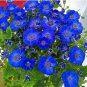 Florists Cineraria Bonsai 9 Kind Different Bonsai Flowers Pericallis hybrida Bonsai 100 PCS Seeds