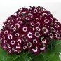 Florists Cineraria Bonsai 9 Kind Different Bonsai Flowers Pericallis hybrida Bonsai 100 PCS Seeds