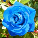 Flower Blue Damask Rose Bush Flower 50 PCS Seeds