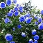 Flower Blue Damask Rose Bush Flower 50 PCS Seeds