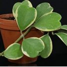Flower Bonsai Hoya Kerrii Bonsai (December Orchid) 100 PCS Seeds