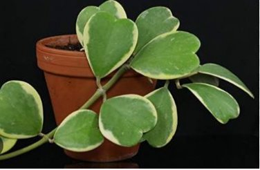 Flower Bonsai Hoya Kerrii Bonsai (December Orchid) 100 PCS Seeds