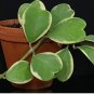 Flower Bonsai Hoya Kerrii Bonsai (December Orchid) 100 PCS Seeds