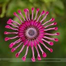 Flower 'Power Spider' Purple Chrysanthemum 100 PCS Seeds