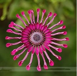 Flower 'Power Spider' Purple Chrysanthemum 100 PCS Seeds