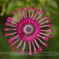 Flower 'Power Spider' Purple Chrysanthemum 100 PCS Seeds