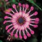 Flower 'Power Spider' Purple Chrysanthemum 100 PCS Seeds