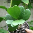 Flower Bonsai Hoya Kerrii Bonsai (December Orchid) Family Bonsai 100 PCS Seeds