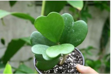 Flower Bonsai Hoya Kerrii Bonsai (December Orchid) Family Bonsai 100 PCS Seeds