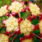 Flower Bonsai Hoya Kerrii Bonsai (December Orchid) Family Bonsai 100 PCS Seeds