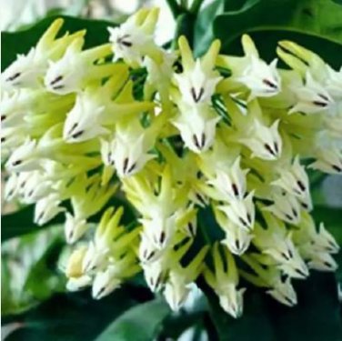 Flower Bonsai Hoya Kerrii Bonsai (December Orchid) Family Bonsai Garden 100 PCS Seeds