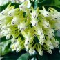 Flower Bonsai Hoya Kerrii Bonsai (December Orchid) Family Bonsai Garden 100 PCS Seeds