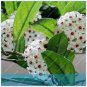 Flower Bonsai Hoya Kerrii Bonsai (December Orchid) Family Bonsai Garden 100 PCS Seeds