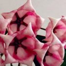 Flower Bonsai Hoya Kerrii Bonsai 100 PCS Seeds