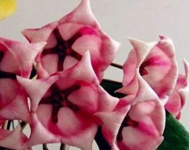 Flower Bonsai Hoya Kerrii Bonsai 100 PCS Seeds