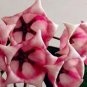 Flower Bonsai Hoya Kerrii Bonsai 100 PCS Seeds