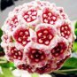 Flower Bonsai Hoya Kerrii Bonsai 100 PCS Seeds