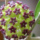 Flower Bonsai Hoya Kerrii Bonsai (December Orchid) Family Bonsai Garden 100 PCS Seeds