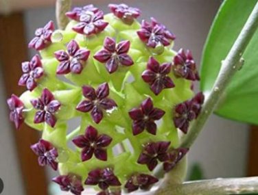 Flower Bonsai Hoya Kerrii Bonsai (December Orchid) Family Bonsai Garden 100 PCS Seeds