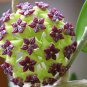 Flower Bonsai Hoya Kerrii Bonsai (December Orchid) Family Bonsai Garden 100 PCS Seeds
