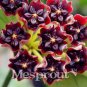 Flower Bonsai Hoya Kerrii Bonsai (December Orchid) Family Bonsai Garden 100 PCS Seeds
