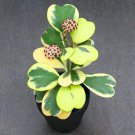 Flower Bonsai Hoya Kerrii Bonsai 100 PCS Seeds