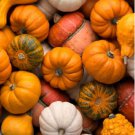 Flower Goddess 'Burner' Pumpkin Ornamental Vegetables 5 PCS Seeds Flower Goddess 'Burner' Pumpkin Ornamental Vegetables 5 PCS Seeds
