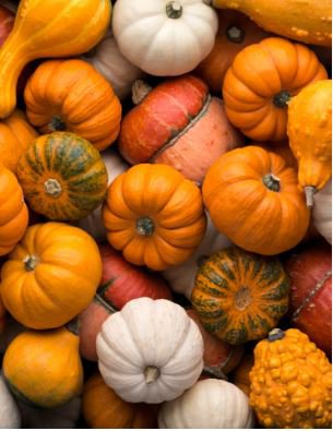 Flower Goddess 'Burner' Pumpkin Ornamental Vegetables 5 PCS Seeds