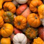 Flower Goddess 'Burner' Pumpkin Ornamental Vegetables 5 PCS Seeds