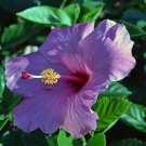Flower Seeds Giant purple Hibiscus Exotic Coral Flowers 20 PCS Seeds Flower Seeds Giant purple Hibiscus Exotic Coral Flowers 20 PCS Seeds
