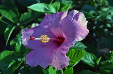 Flower Seeds Giant purple Hibiscus Exotic Coral Flowers 20 PCS Seeds