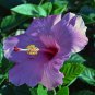 Flower Seeds Giant purple Hibiscus Exotic Coral Flowers 20 PCS Seeds