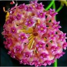 Flower Bonsai Hoya Kerrii Bonsai 100 PCS Seeds