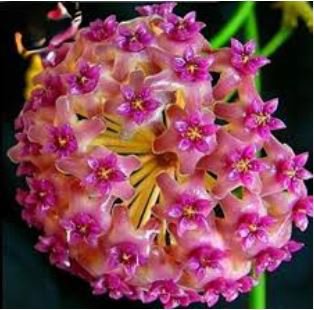 Flower Bonsai Hoya Kerrii Bonsai 100 PCS Seeds
