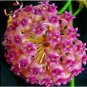 Flower Bonsai Hoya Kerrii Bonsai 100 PCS Seeds